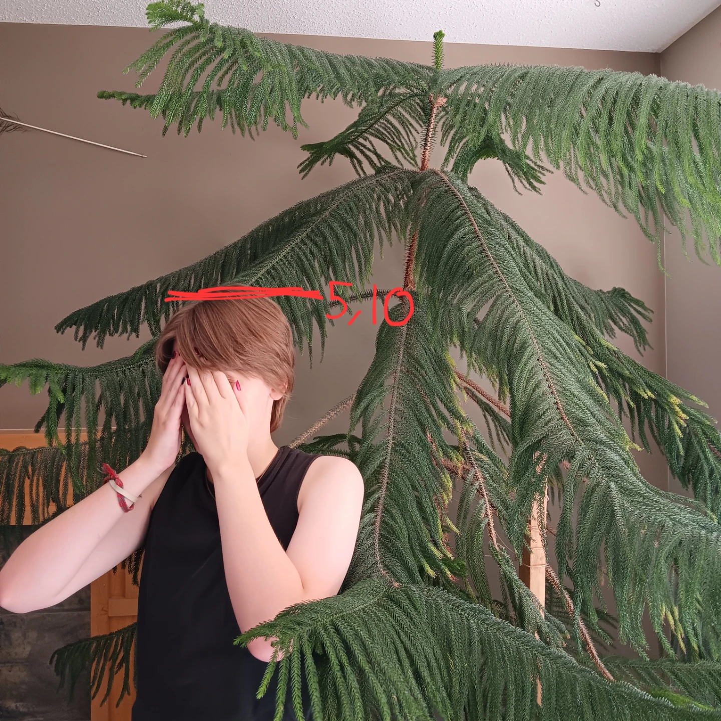 MOVING SALE! 8 foot tall Norfolk pine tree - photo 2