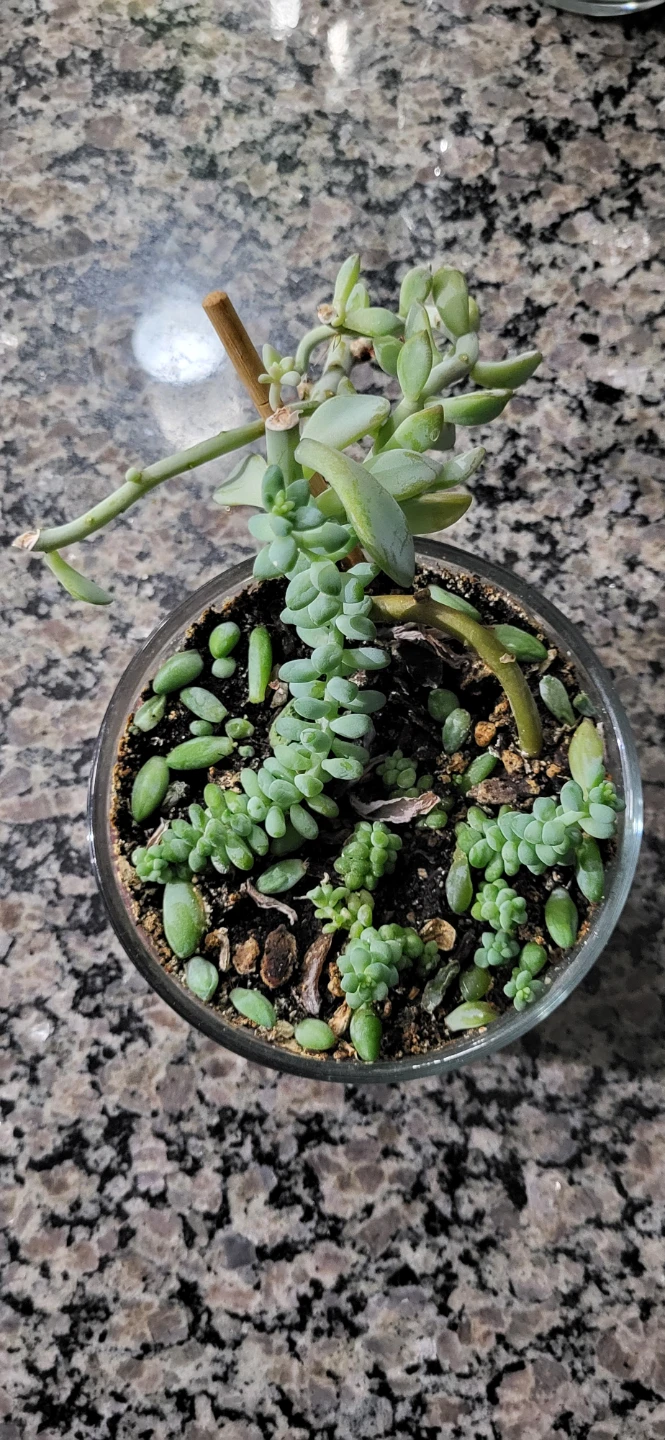 Two types of succulent in a glass container