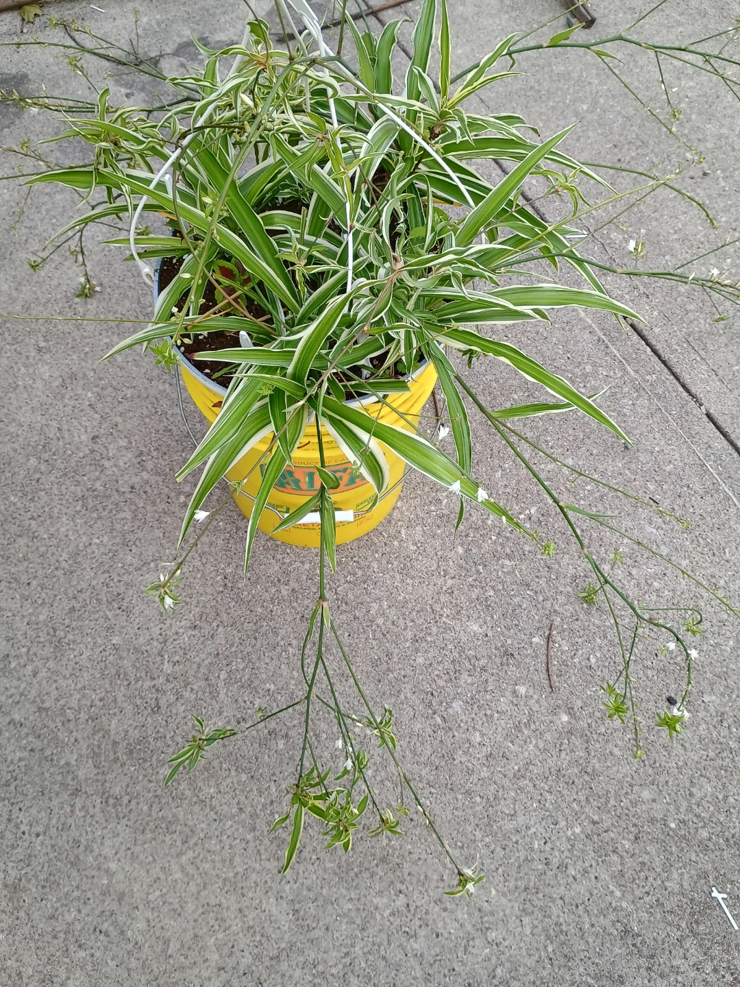 Spider Plant - photo 4