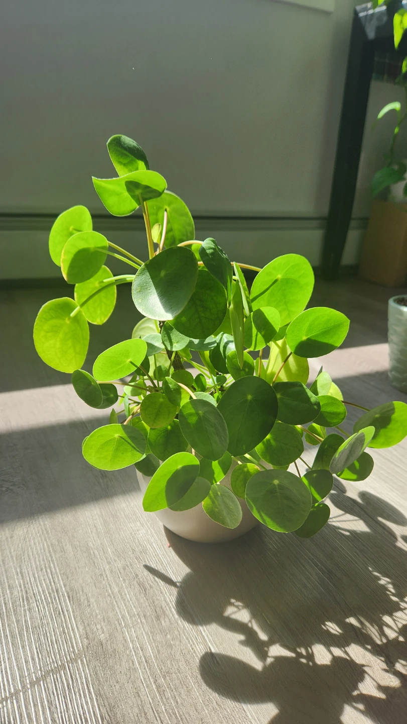 Chinese Money Plant