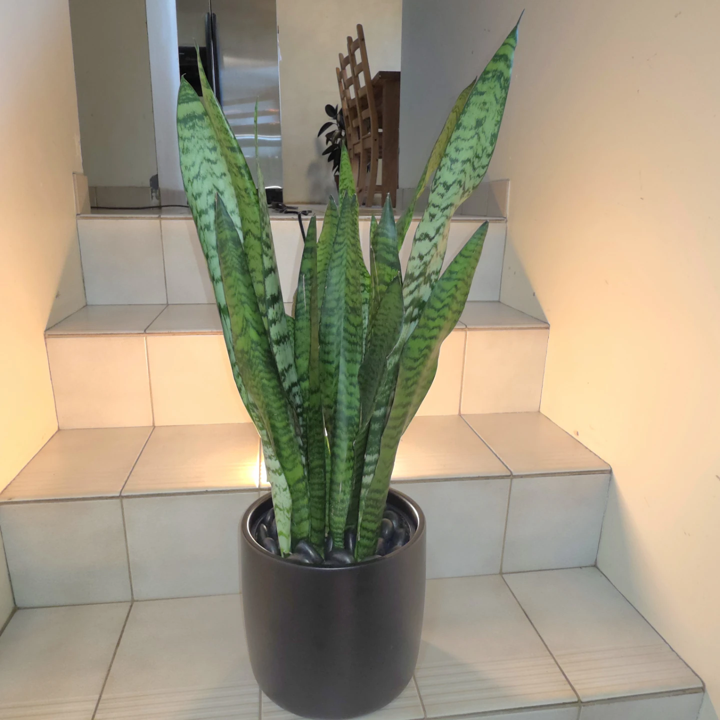 1ft Snake Plant in Ceramic Planter with Decorative Stones - photo 3