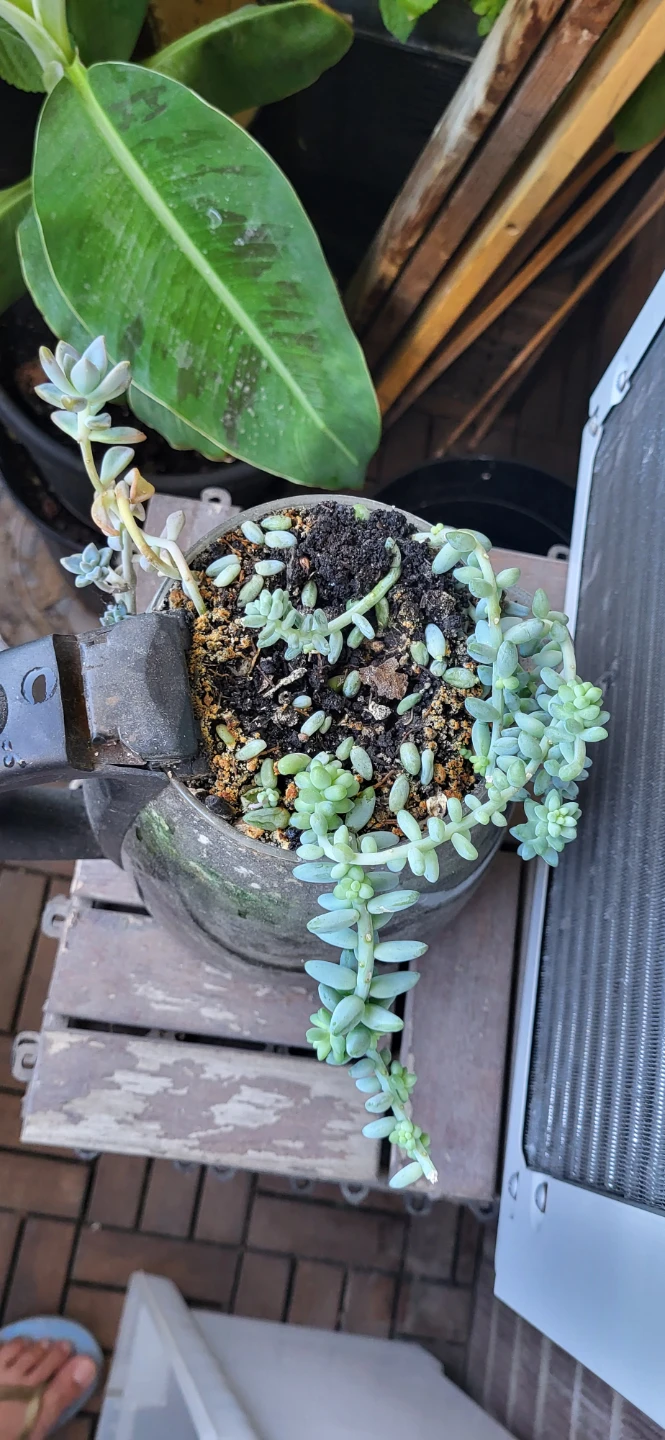 Two types of succulent grows in a kettle