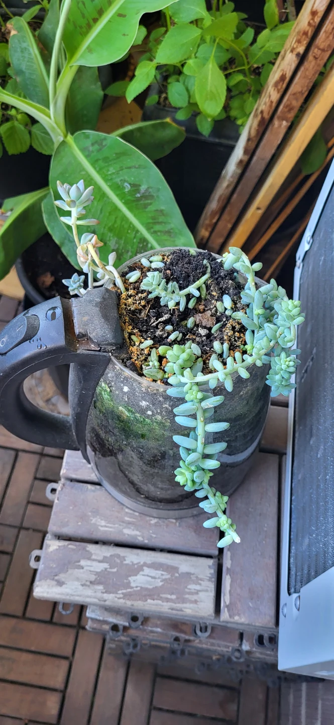 Two types of succulent grows in a kettle - photo 2