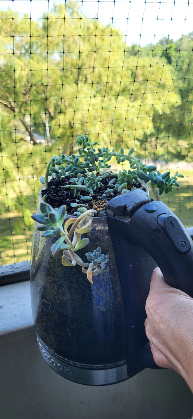 Two types of succulent grows in a kettle - photo 3