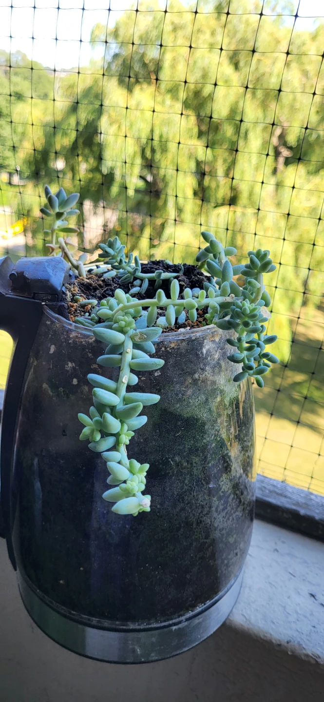 Two types of succulent grows in a kettle - photo 4