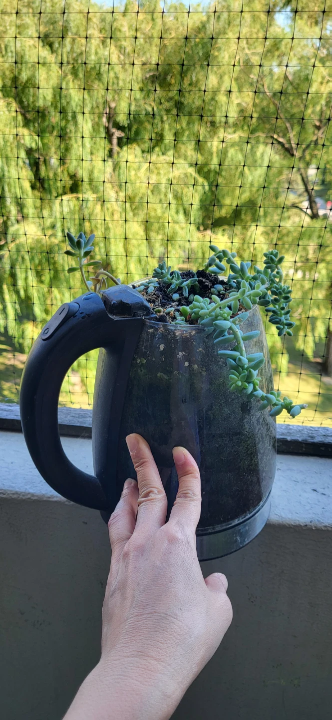 Two types of succulent grows in a kettle - photo 5