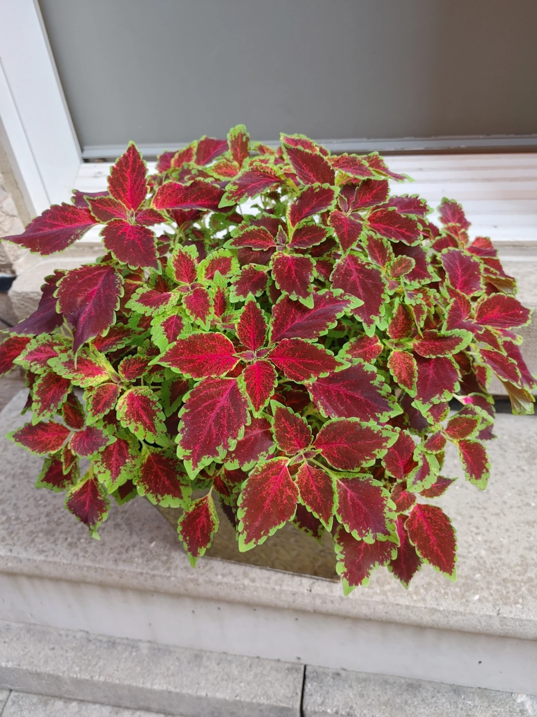Coleus plant with red and green leaves