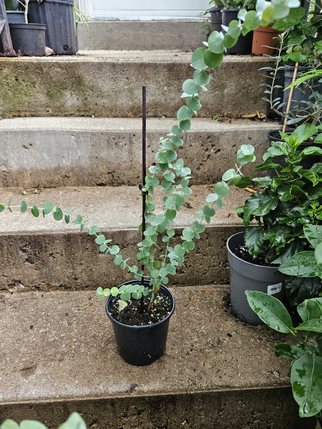 Eucalyptus Plant in Pot