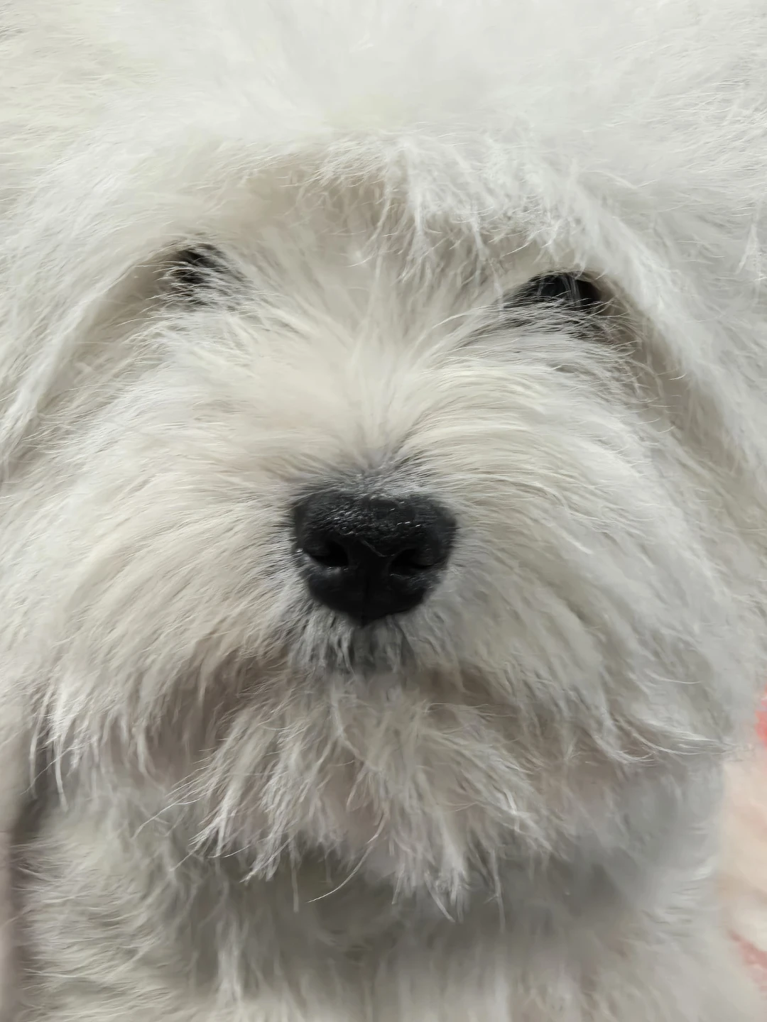 Professional all breed dog grooming - photo 2