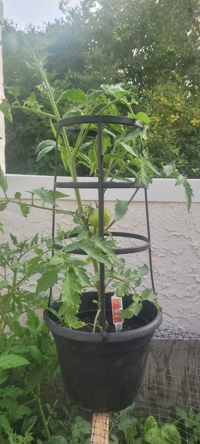 ROMA Tomatoes plant