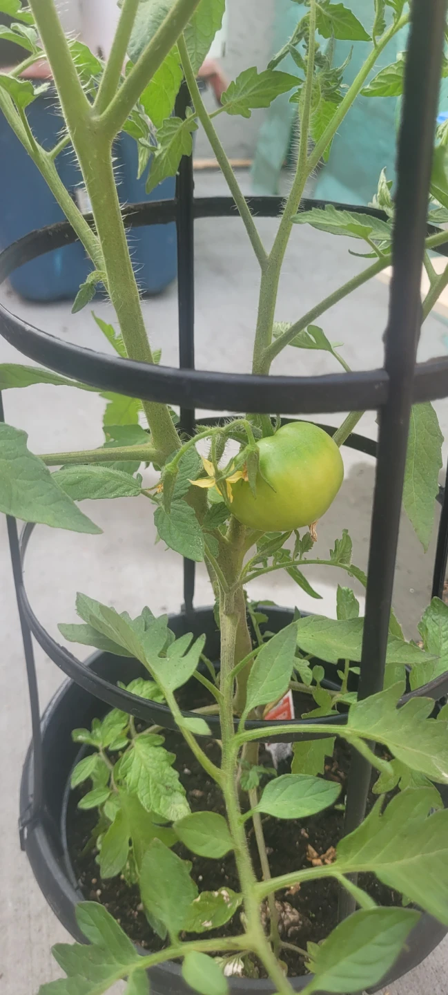 ROMA Tomatoes plant - photo 2