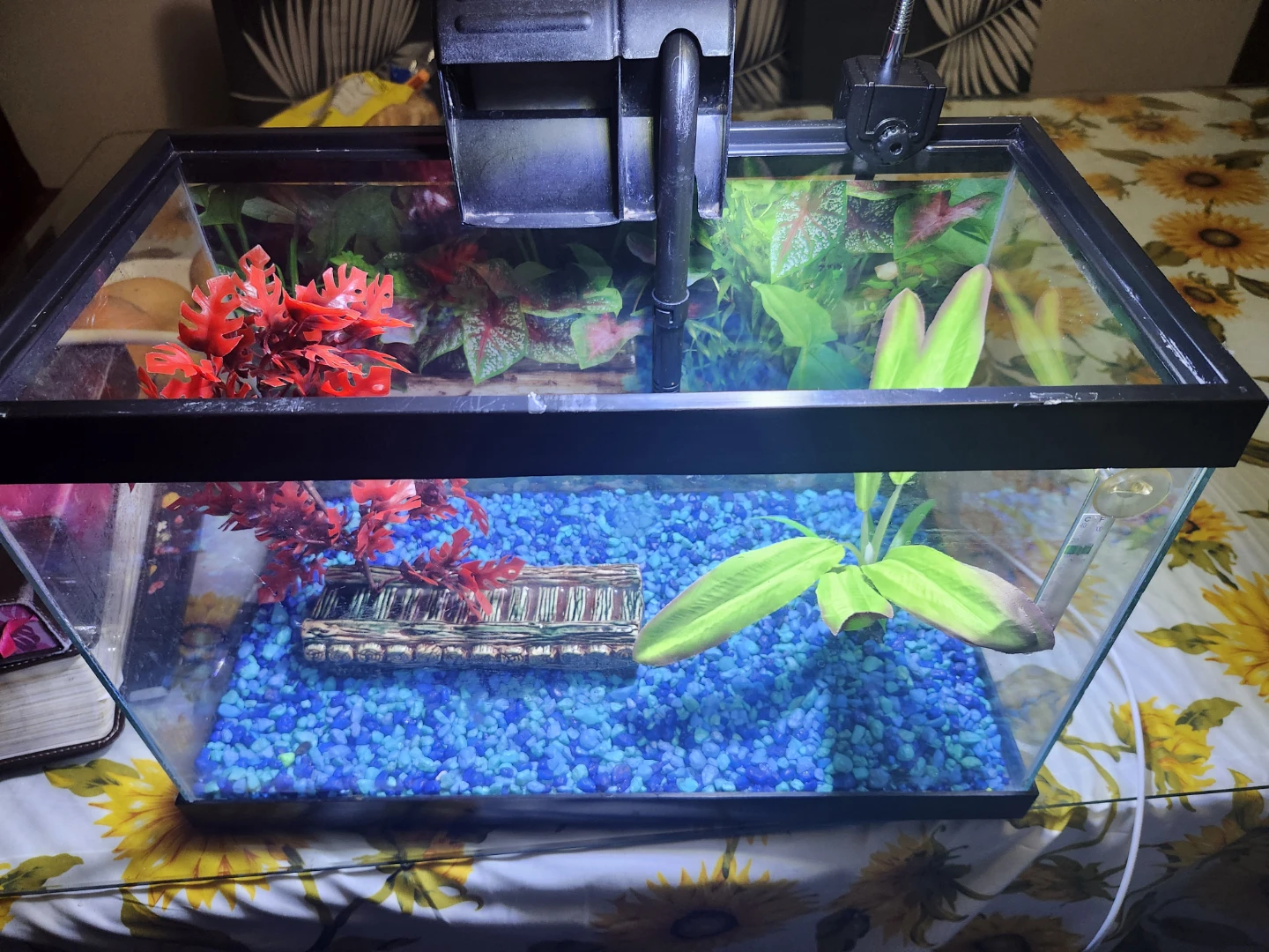 Full Set Up 5 gal Aquarium with 5 Guppies (light, filter, etc) - photo 3