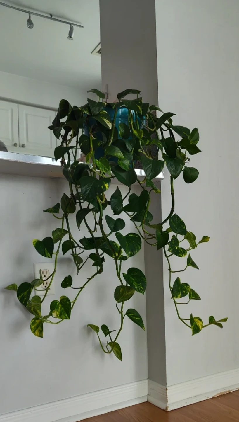Pothos Plant - 90 cm in length