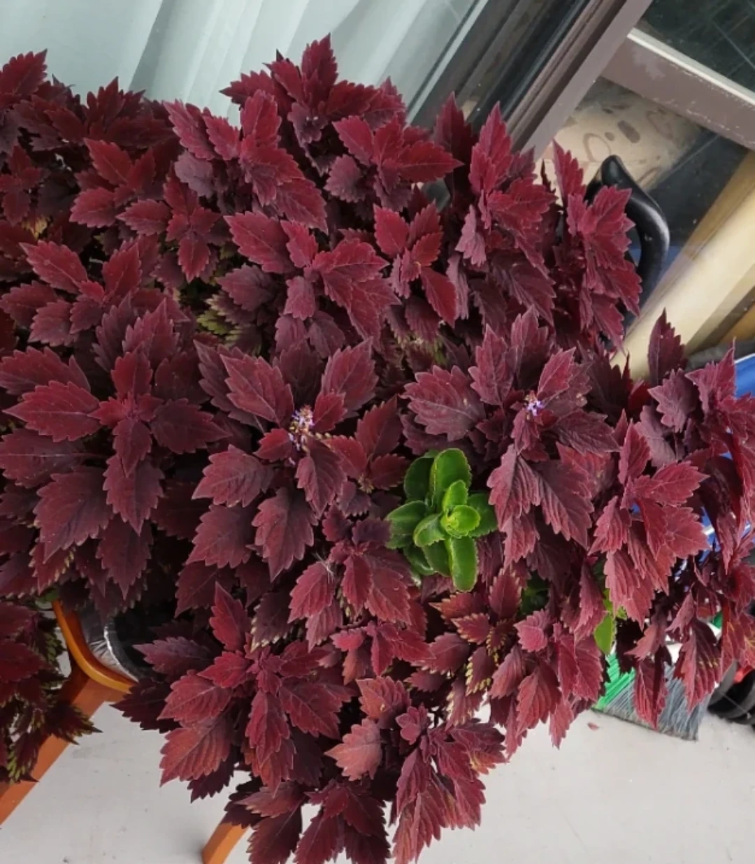 Healthy Potted Coleus Plant - photo 3