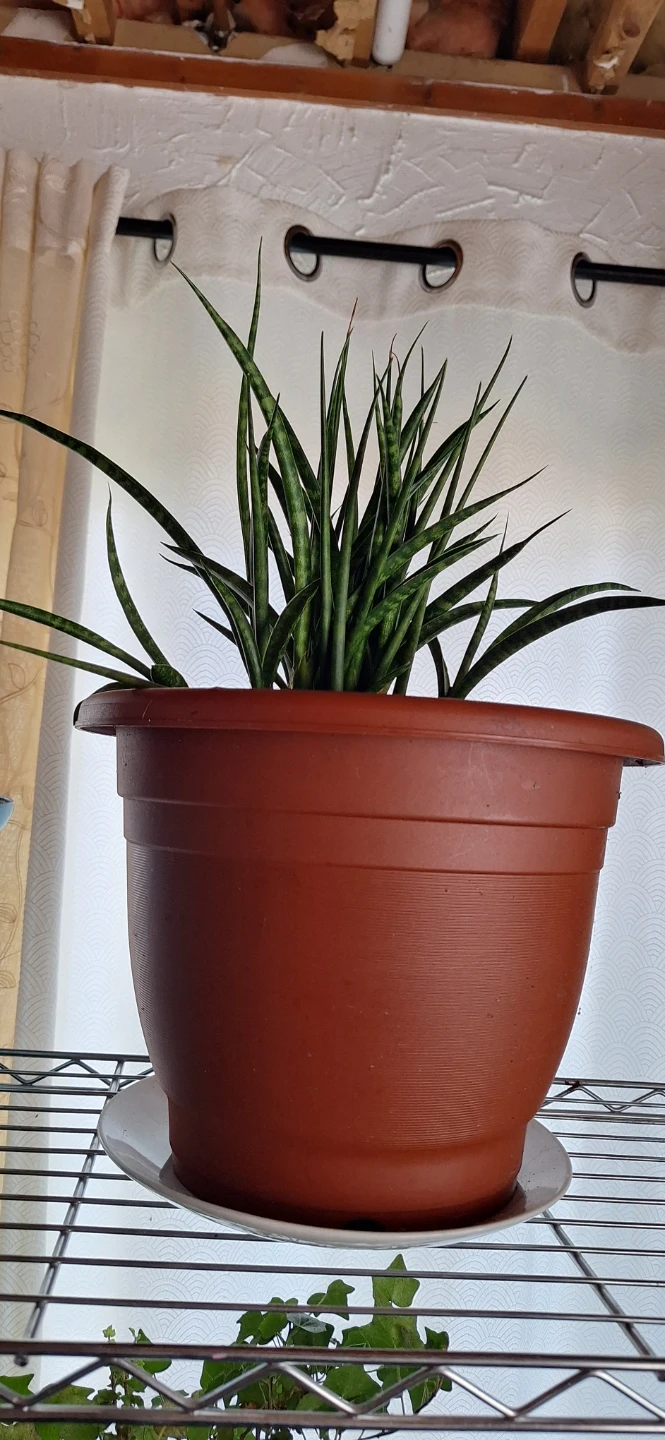 FREE house plants - photo 3