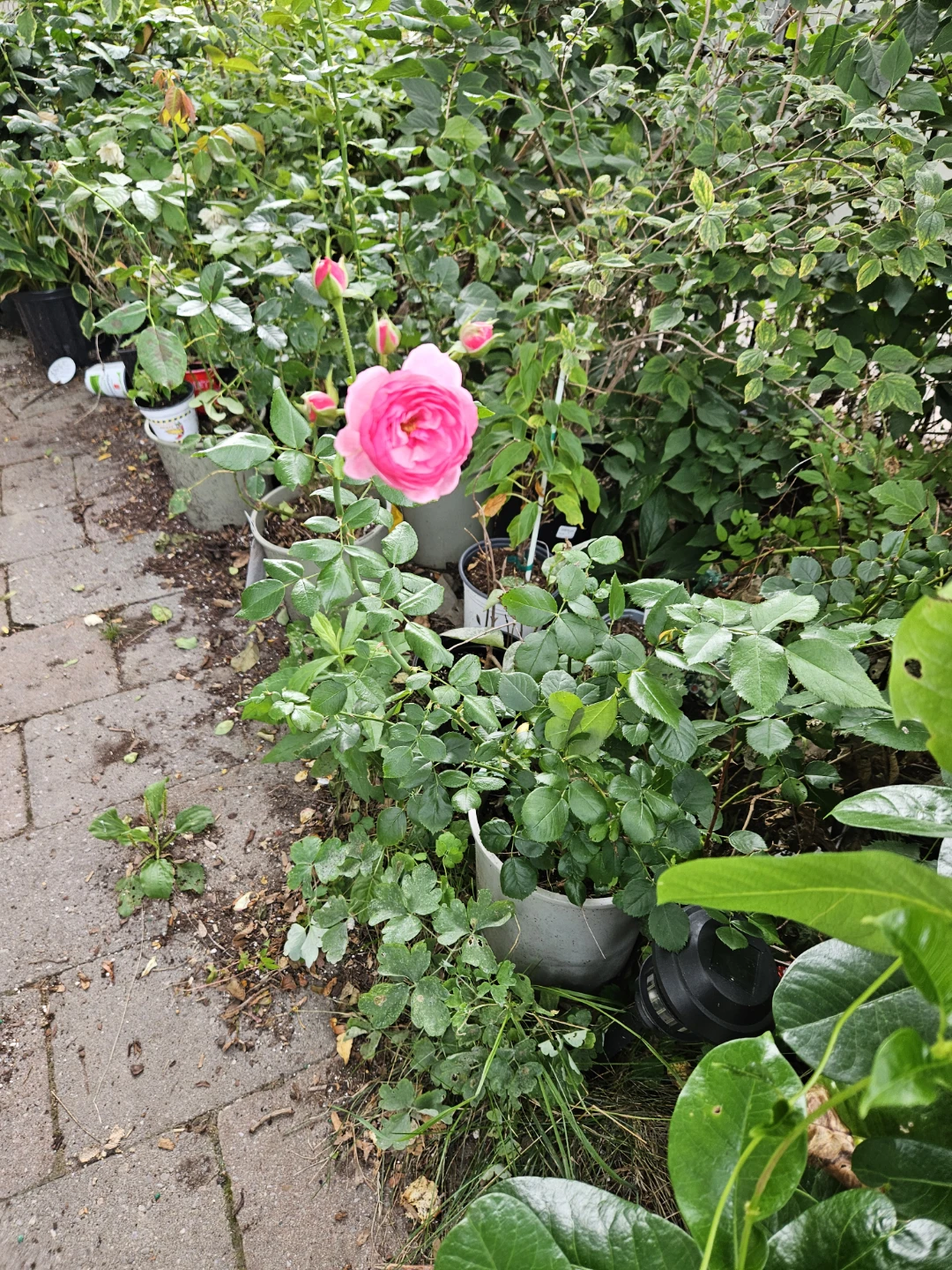 Pomegranate Rose Bush in Pot