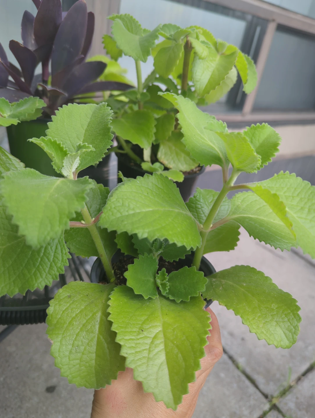Mexican mint, broad organano - photo 2