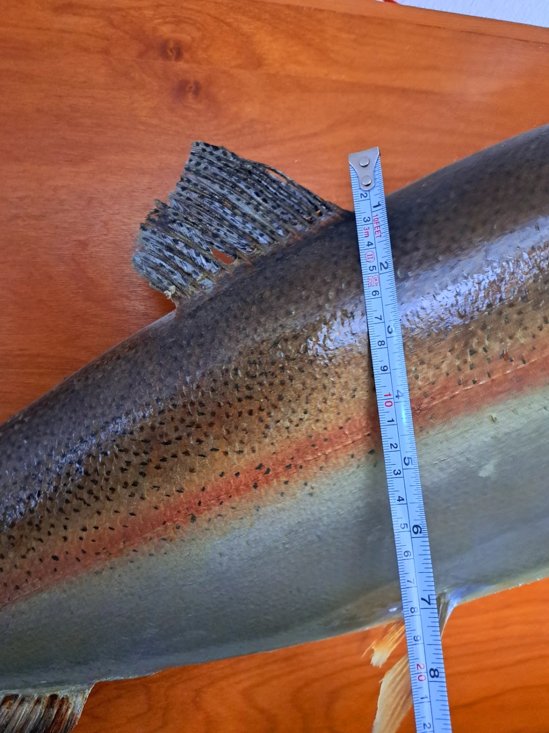 Mounted rainbow Trout taxidermy Display - photo 4