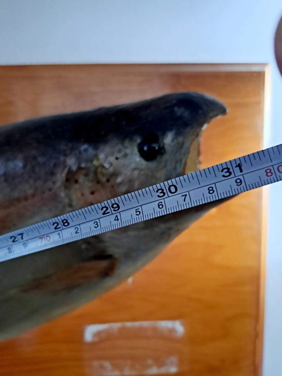 Mounted rainbow Trout taxidermy Display - photo 5