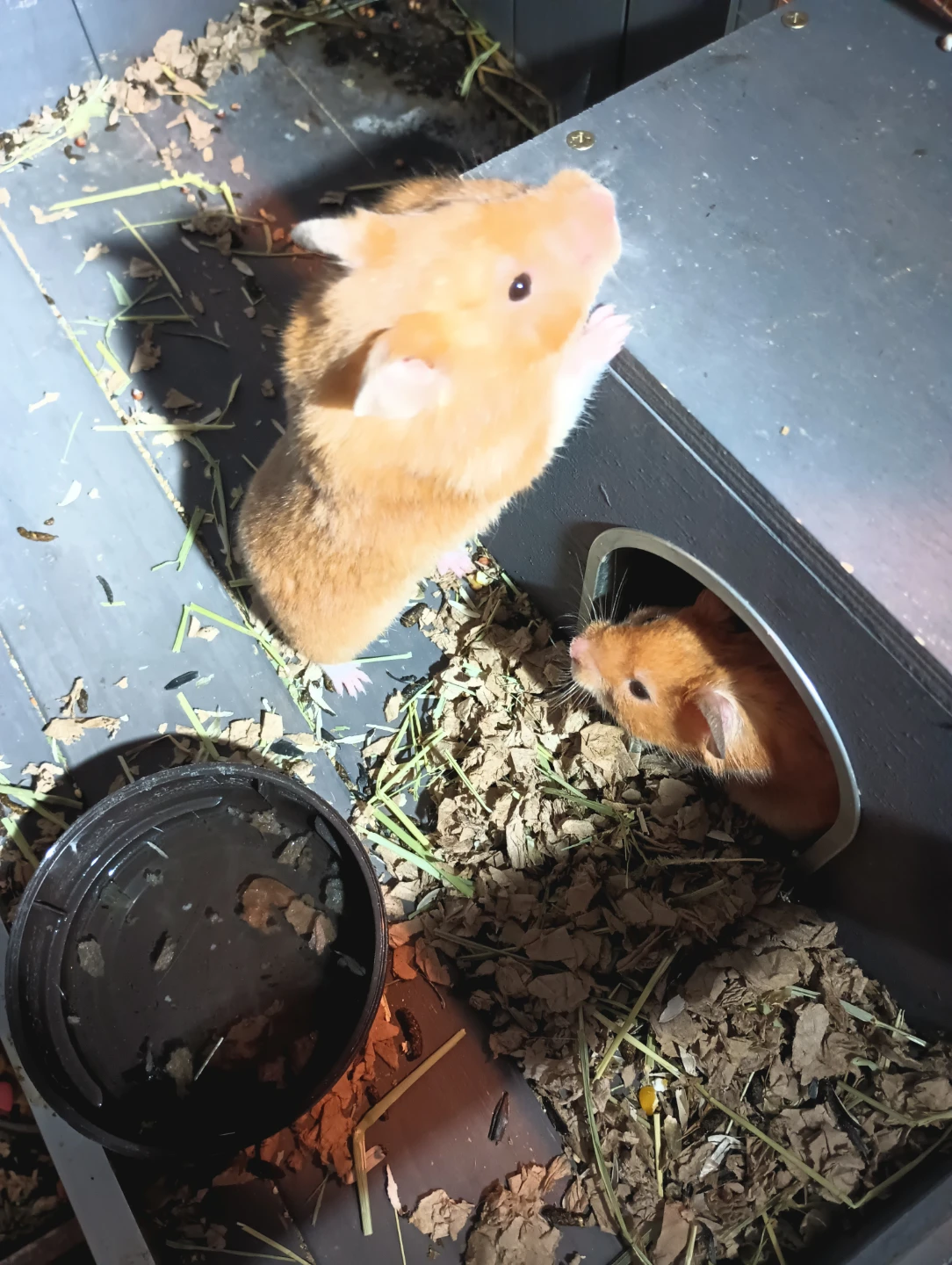 Baby Hamsters - photo 5