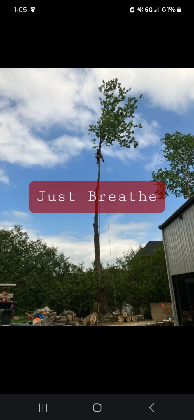 Jackman Treecare
