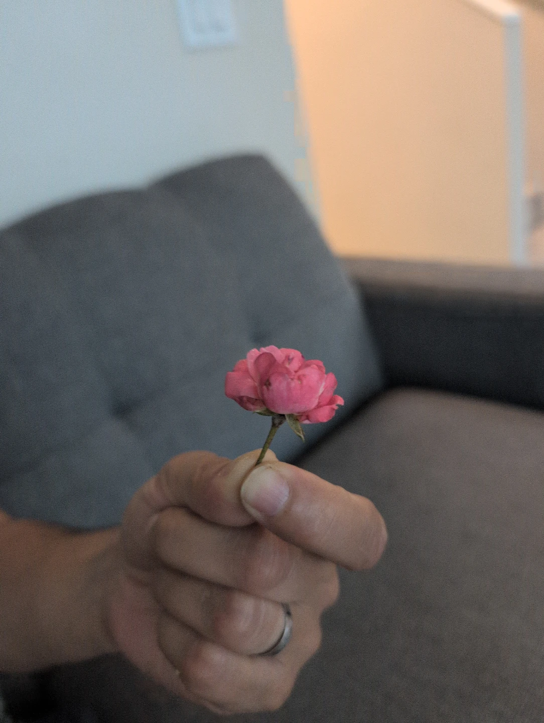 Tiny Pink Rose