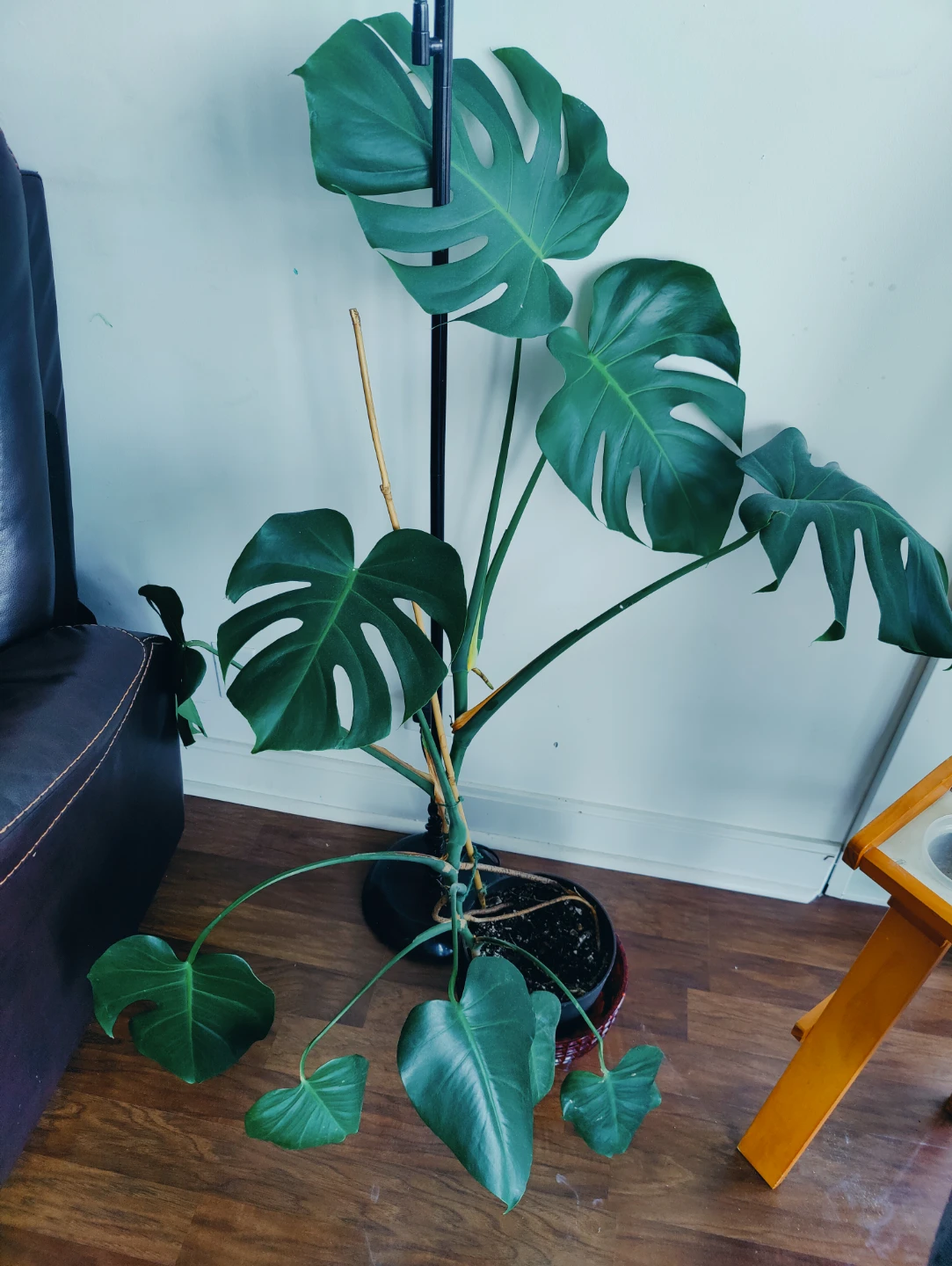 Monstera Deliciosa Plant