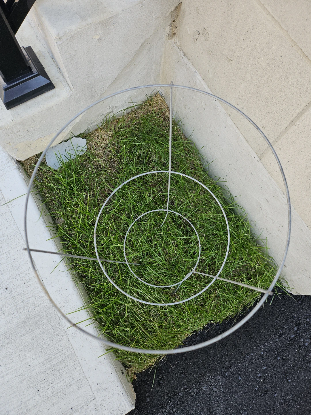 Metal Plant Support Cage - photo 2