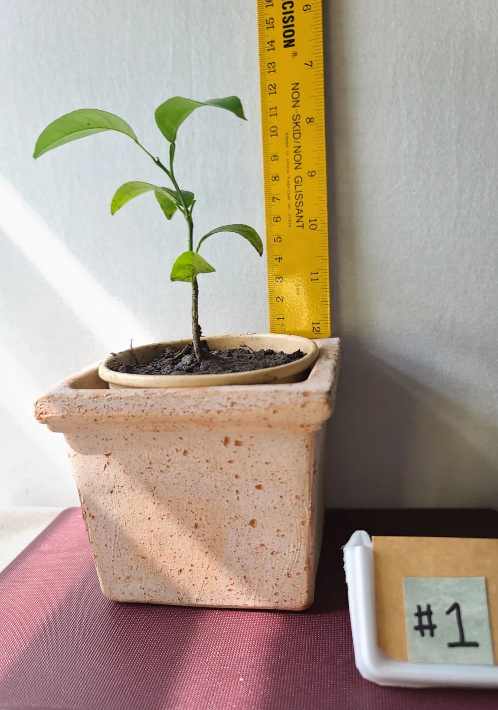 Artistic Homegrown Potted Orange Trees (Set of 4) —  $30 for all