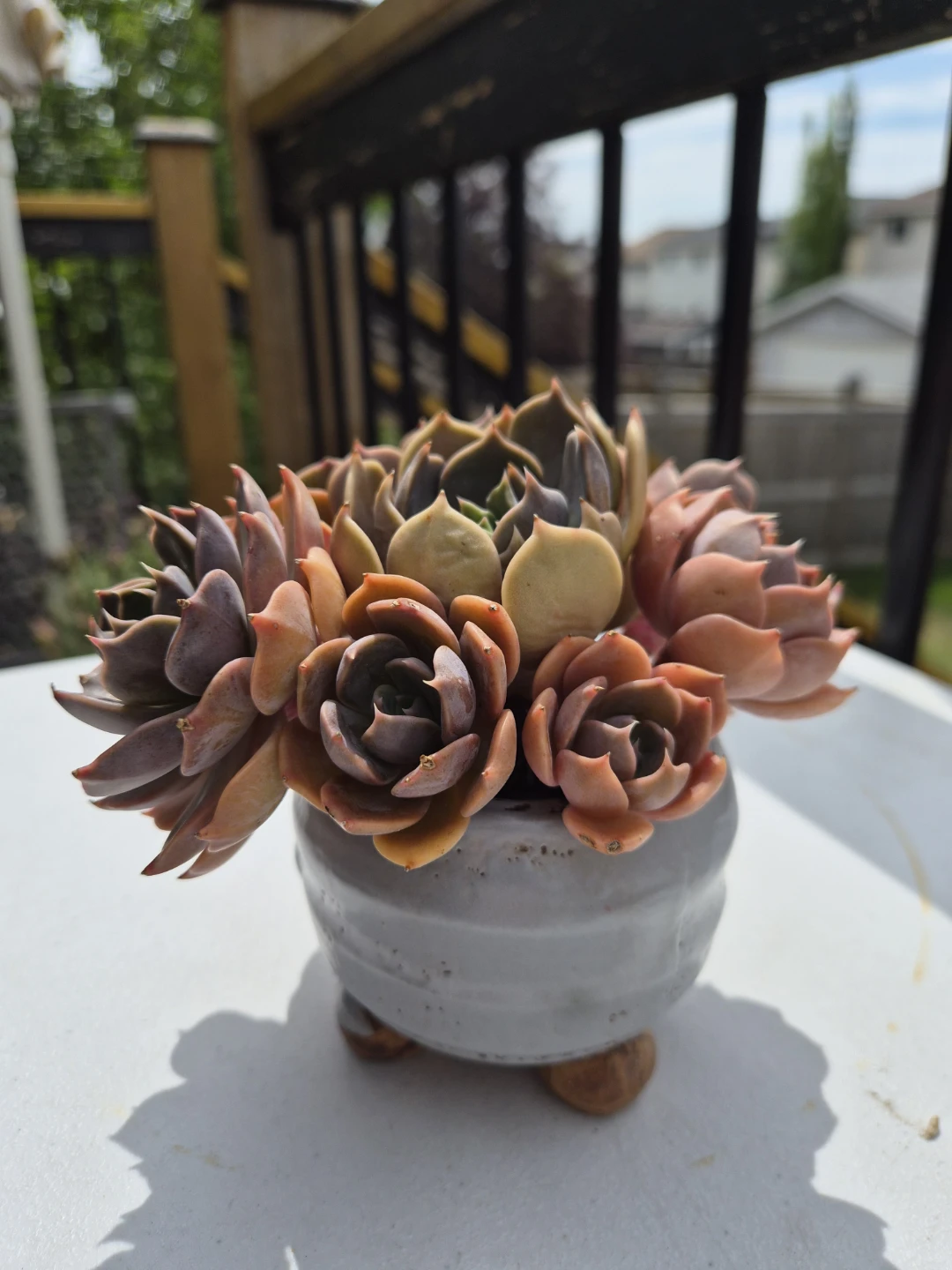 Succulent Plant Collection in Decorative Pot - photo 2