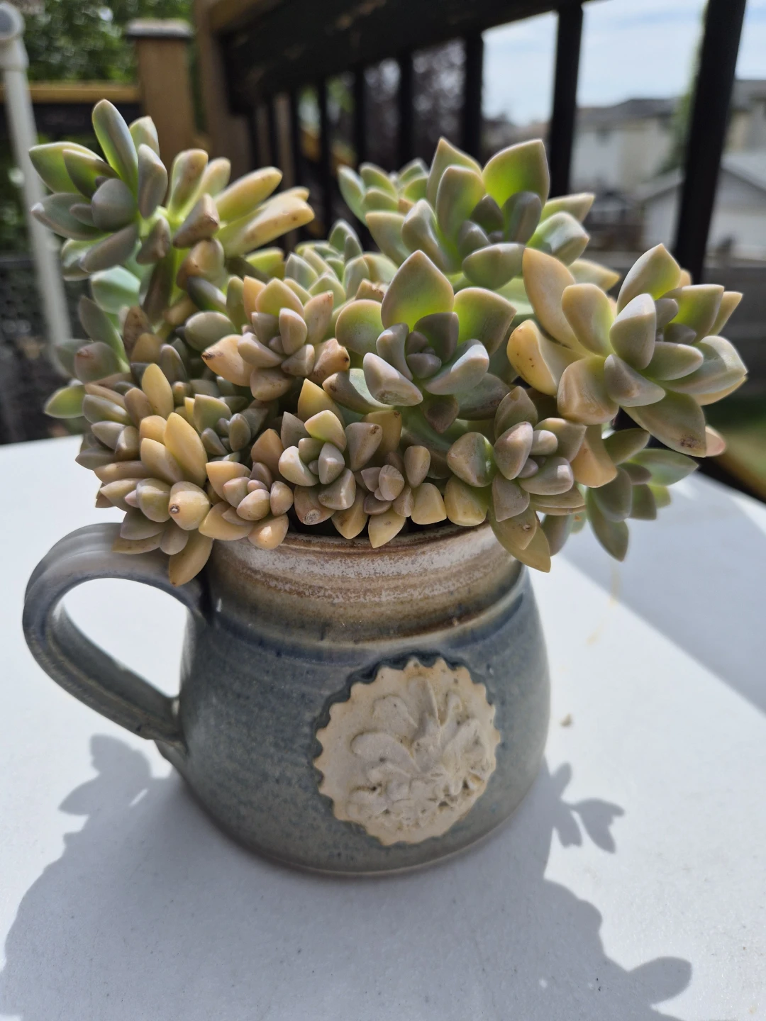 Succulent Plant Collection in Decorative Pot - photo 3