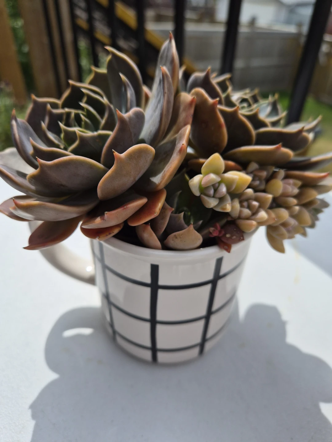Succulent Plant Collection in Decorative Pot