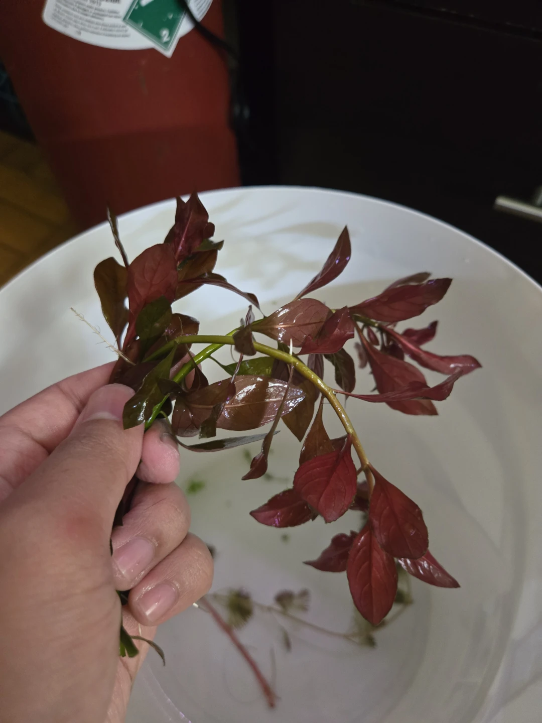 Aquatic plants - photo 2