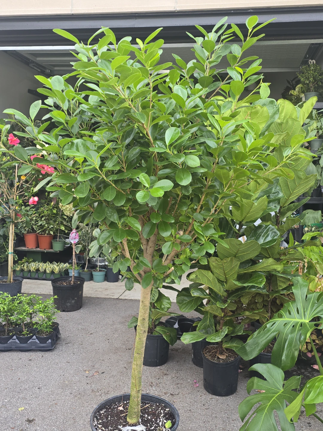 Ficus  moclame  14"pot - photo 2