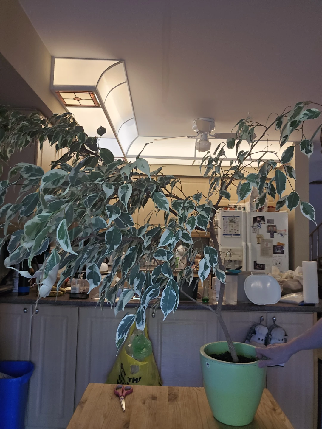 Mature Variegated Ficus Tree (11 years old!) - photo 2