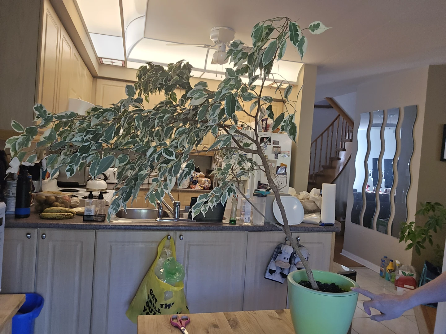 Mature Variegated Ficus Tree (11 years old!) - photo 4