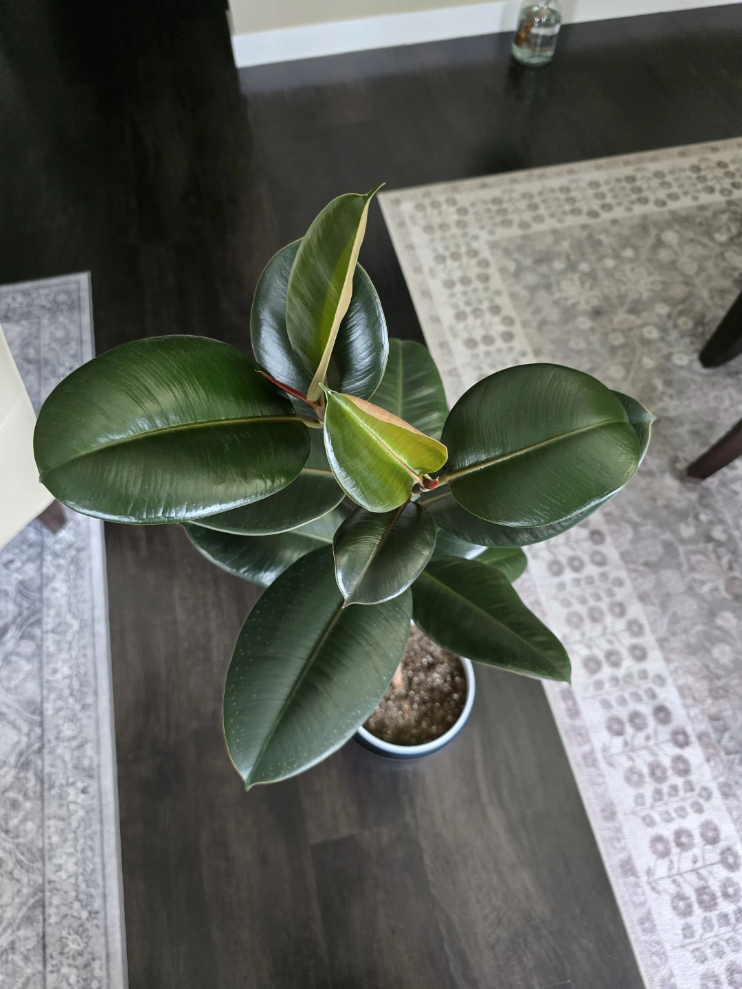 A healthy Ficus Tree (105cm) - photo 2