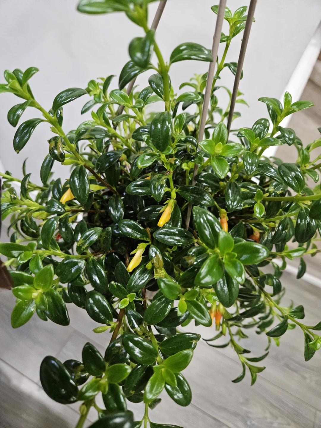 Gold fish Hanging Plant