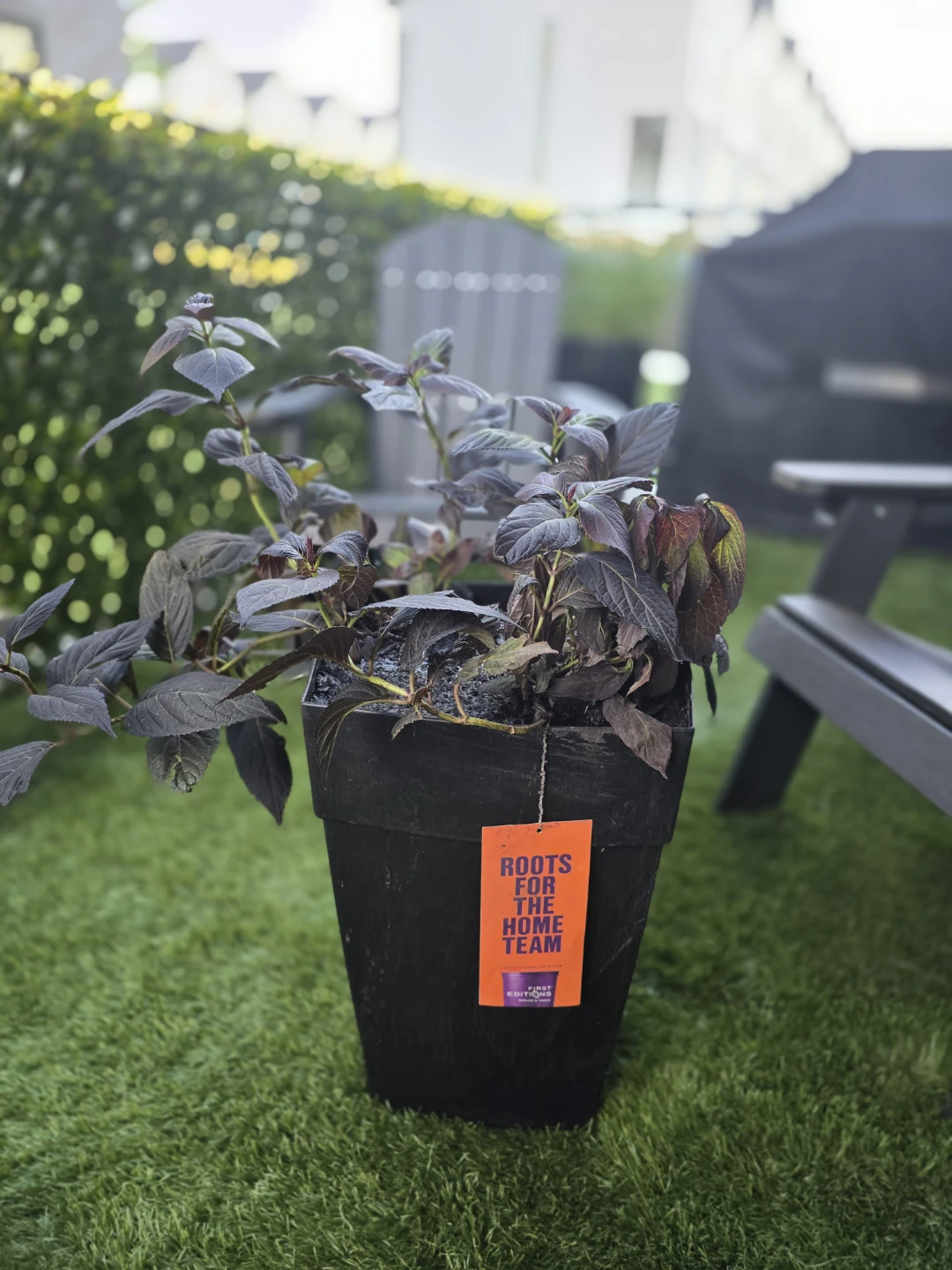 EXTRA LARGE SELF WATERING POT w/SHRUB and NEW SOIL - photo 2