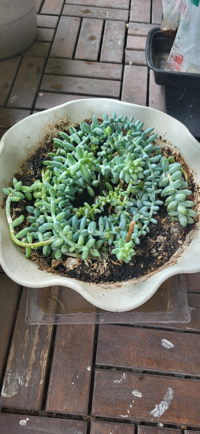 Burro's Tails succulent