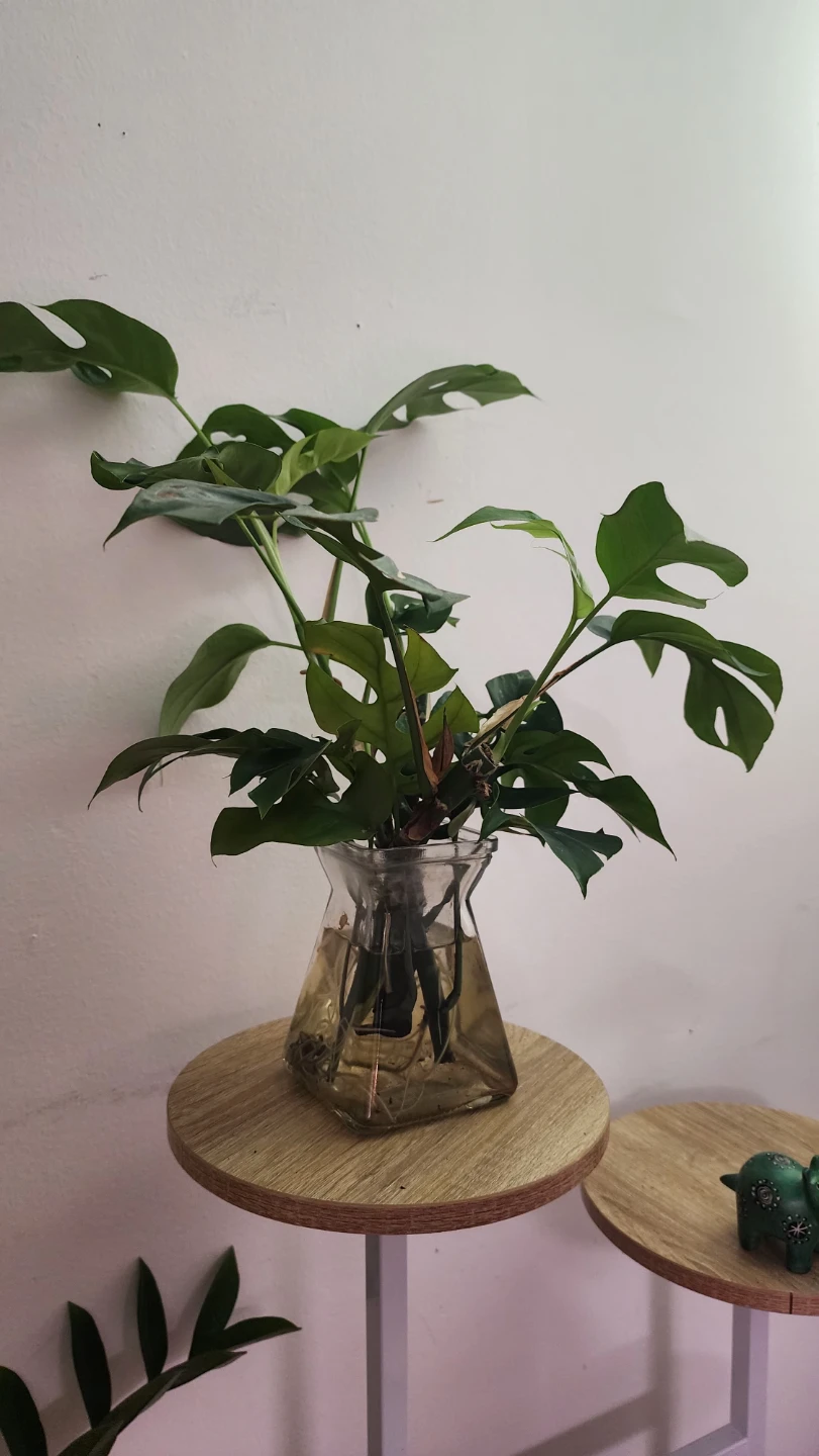 Rhaphidophora Tetrasperma Plant - photo 2