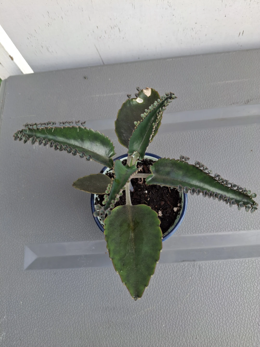 Mother of Thousands Plant in Decorative Pot - photo 2