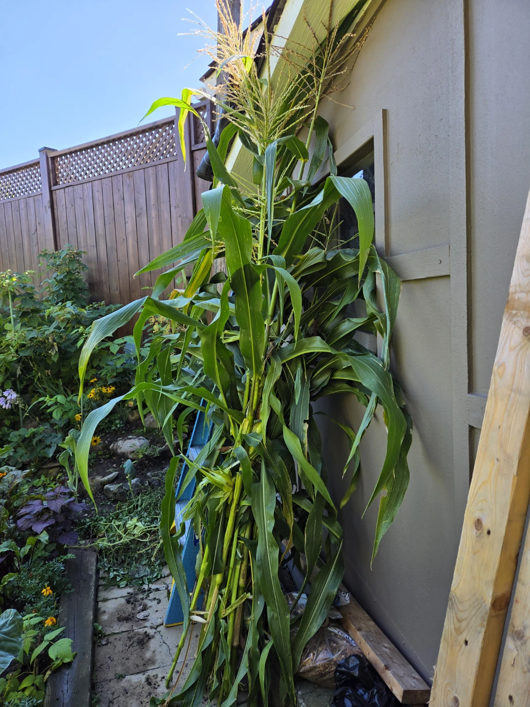 Corn stalks - photo 2