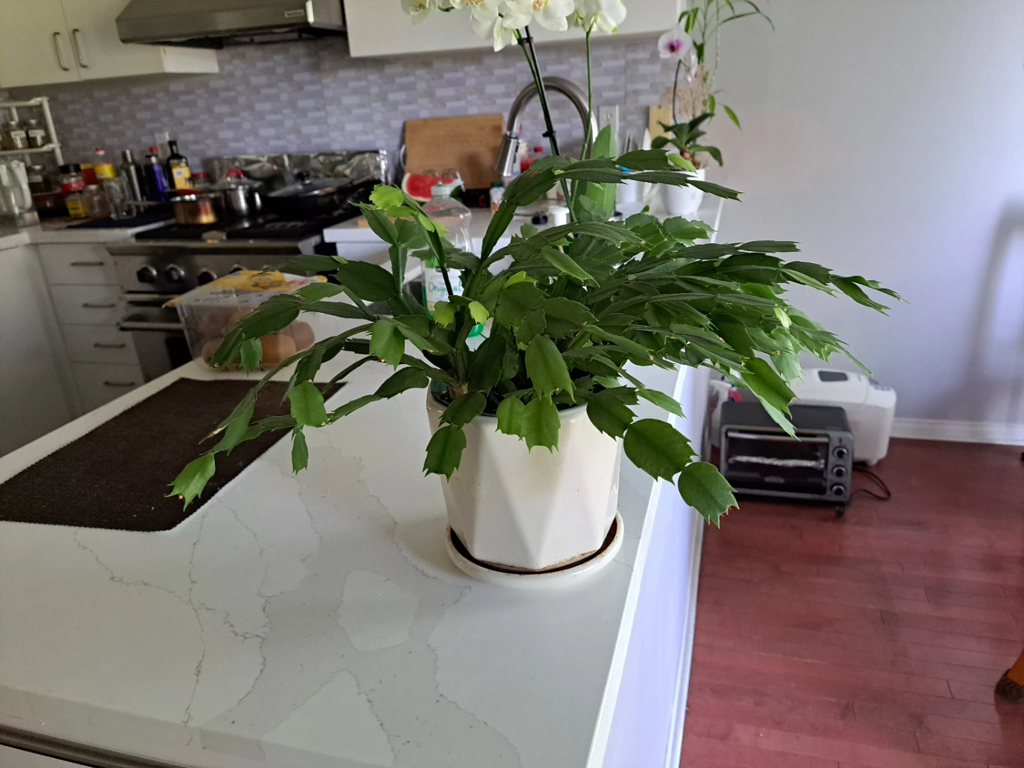 Potted Christmas Cactus Plant - photo 4
