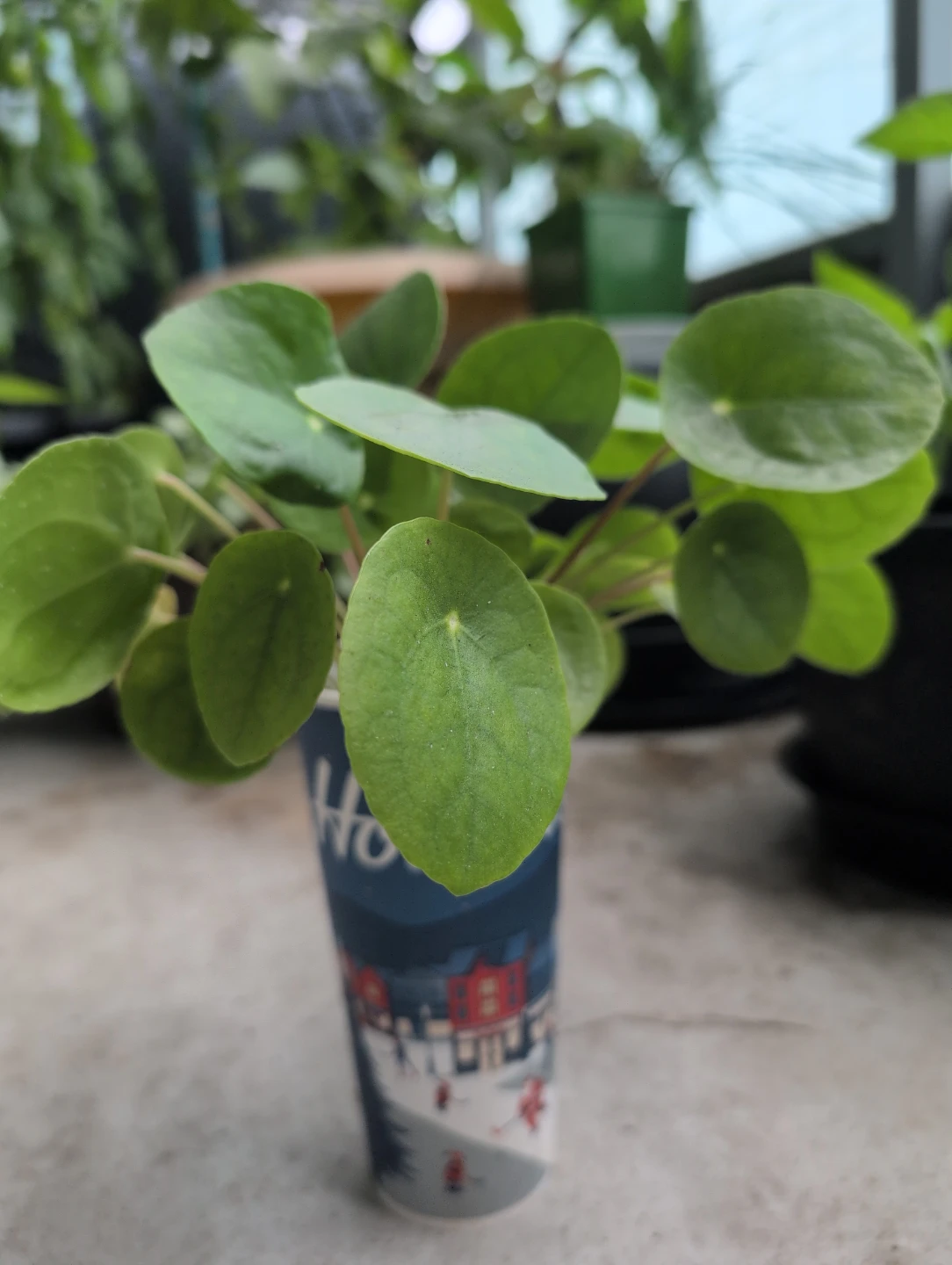 Chinese Money Plant (Pilea)