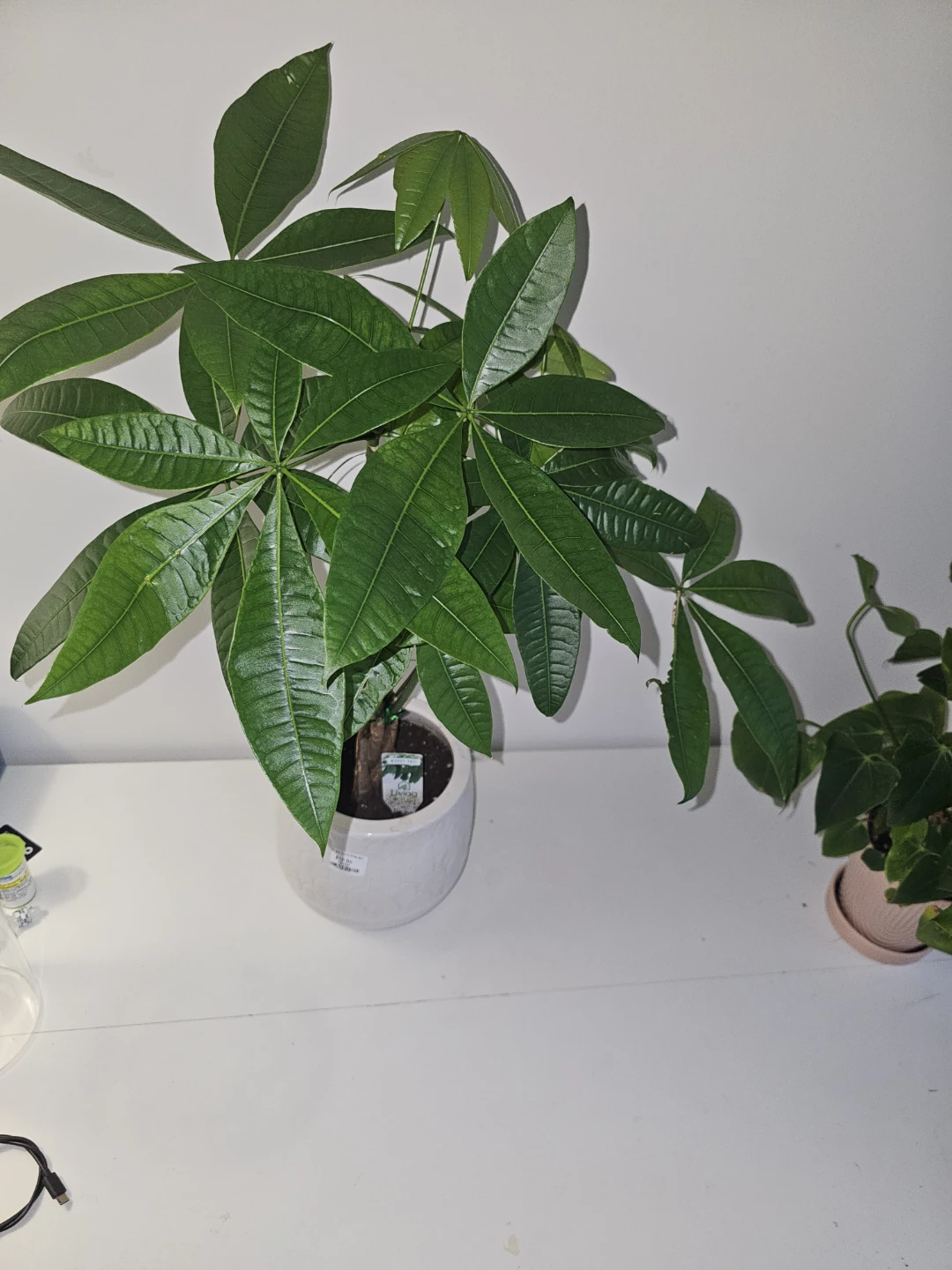 Money Tree Plant in White Ceramic Pot - photo 3