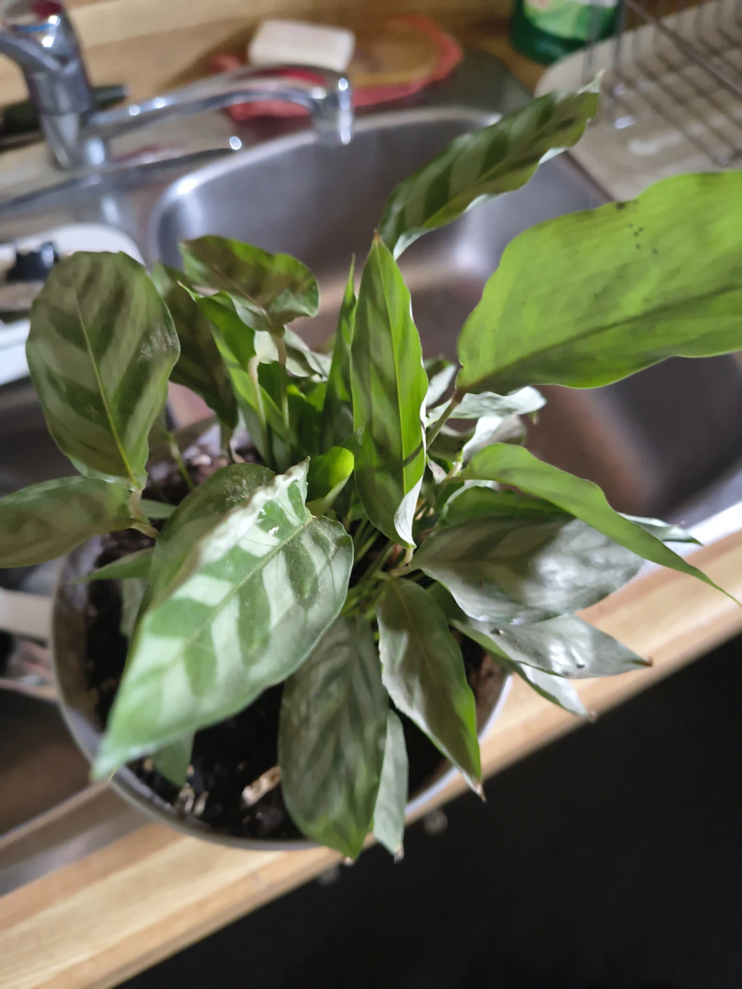 Calathea Rattlesnake Plant in decorative pot - photo 3