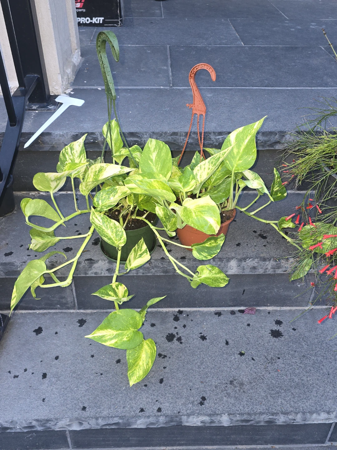Golden Pothos Hanging Plants - photo 2