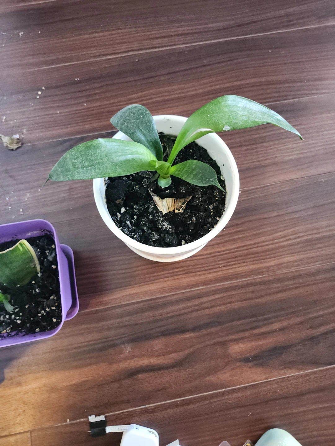 Snake Plant in Decorative Pot - photo 2