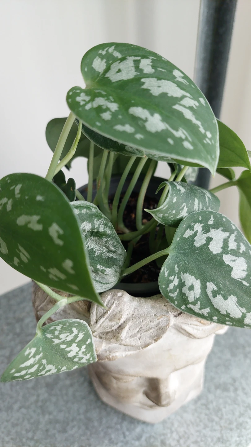 3 Plants with Stands & Planter - photo 2